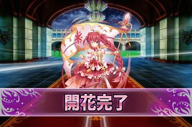 180910パキラ(開花).jpg