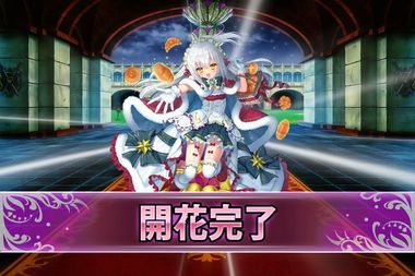 190328シロタエギク(クリスマス)開花.jpg